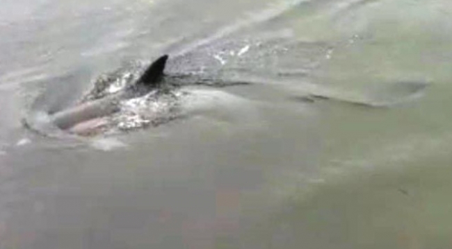 Kıyıya vuran yunusu denizle buluşturdular